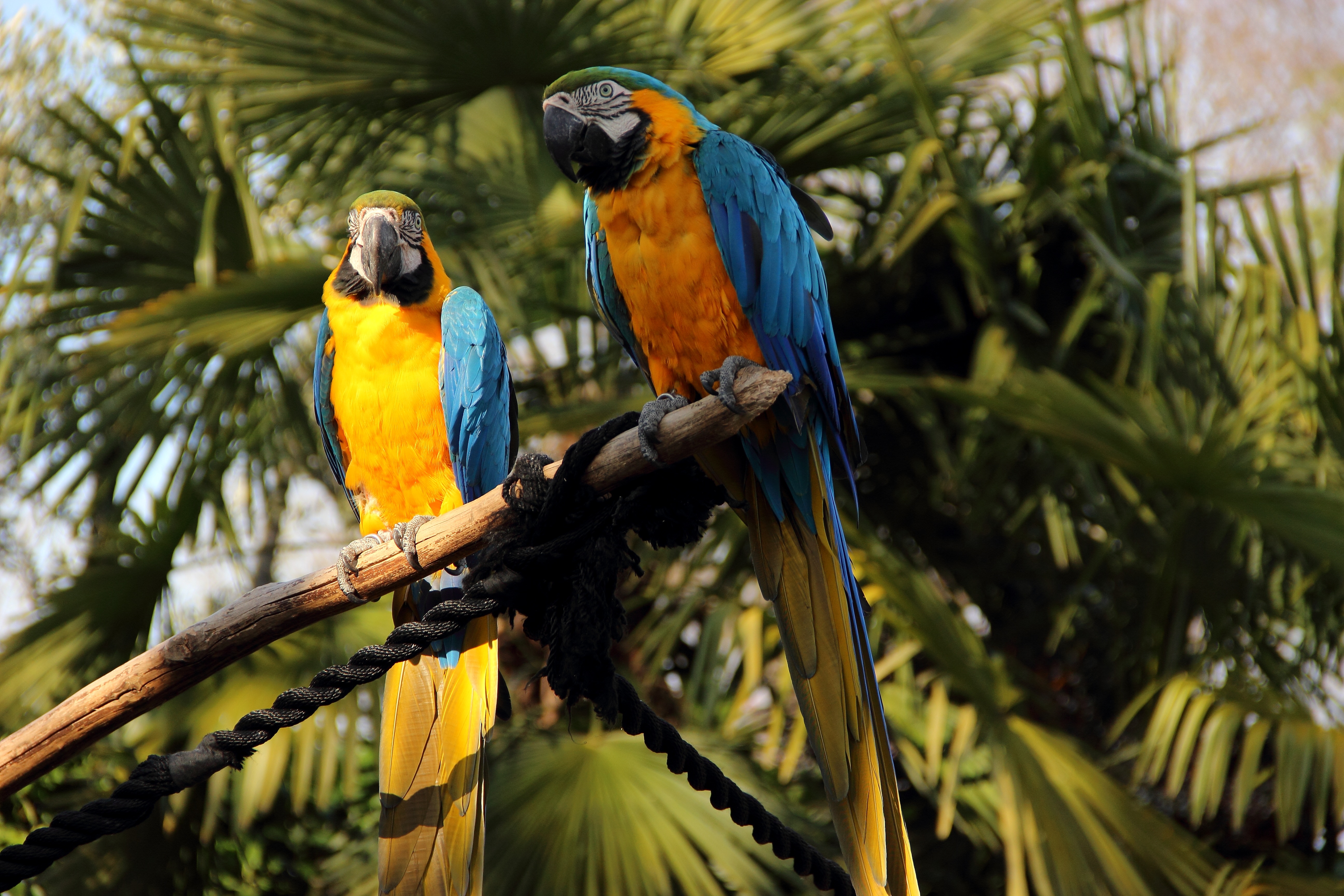 Colorful parrots